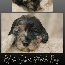 Black Merle Abstract Male - Merle male Cockapoo puppy in Stayton, Oregon from MoSa Ranch Cockapoos