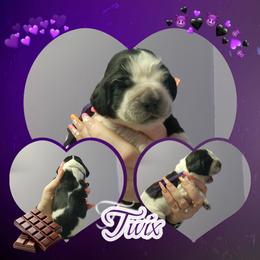 Twix - Black and white female English Springer Spaniel puppy in Westover, Maryland from Sterling's springer Haven