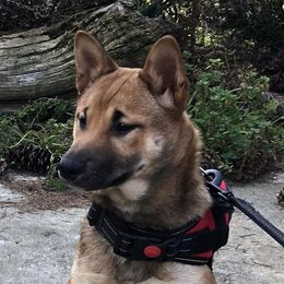 Kia or Ki - Shiba Inu