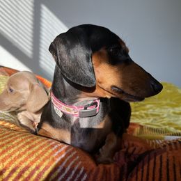 Dachshund Puppies from Duchess Daphne's Doxie Empire