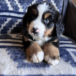 Bernese Mountain Dog Puppies from Berners of New Mexico