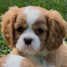 Bunny - Blenheim female Cavalier King Charles Spaniel puppy in Greensboro, North Carolina from Hyde Park Cavaliers