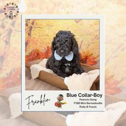 Blue collar - Franklin - Black male Bernedoodle puppy in Lexington, North Carolina from Deborah’s Doodles