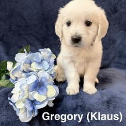Gregory (Klaus) - Light golden male Golden Retriever puppy in Conroe, Texas from Tails of Cypress