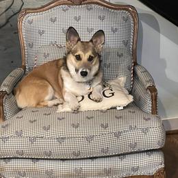 Pembroke Welsh Corgi Puppies from Linda Delarios