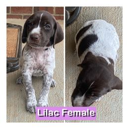 German Shorthaired Pointer Puppies from Harts Hill Kennel