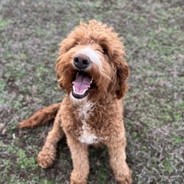 Millie - Goldendoodle