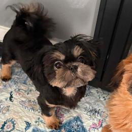 Beautiful Sweet Diesel - Black and tan male Shih Tzu puppy in Gilbert, Arizona from 🌗 New Moon Shih Tzu 🌗