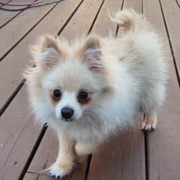 Copper - Cream sable Pomeranian puppy in Bethlehem, Pennsylvania from Steel City Exotics