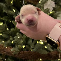 Female puppy pick 5 - Light golden female Golden Retriever puppy in Colville, Washington from Columbia Ridge Goldens