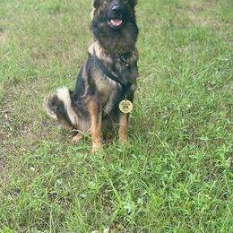 Atara - German Shepherd
