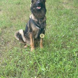 Atara - German Shepherd