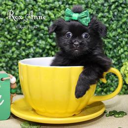 RoxAnne - Black female Mi-Ki puppy in Elizabeth, Colorado from Royal T Mi-Kis