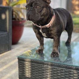 Chloe - French Bulldog