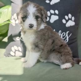 Sugar - Blue merle female Aussiedoodle puppy in Jackson, Tennessee from Dinah Doodles and Aussies