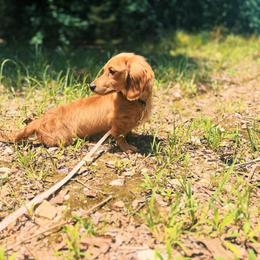 Cookie - Dachshund