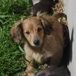 Dachshund Puppies from Cranberry Dachshunds