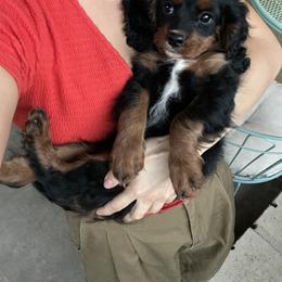 Cavalier King Charles Spaniel and Cavapoo Puppies from Larisa's Cavaliers