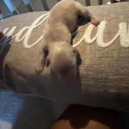 Frost - Cream male Dachshund puppy in Summit, South Carolina from Doxies4Paws