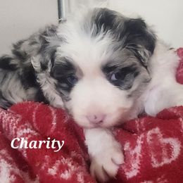 Border Collie Puppies from Snowbird Border Collies