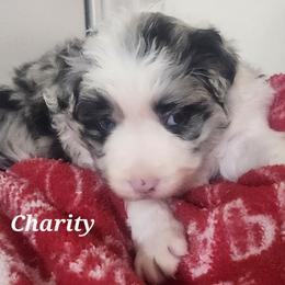 Border Collie Puppies from Snowbird Border Collies