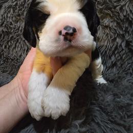 Major - Black white and tan male Cocker Spaniel puppy in Florence, South Carolina from Reddick's American Cocker Spaniels