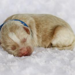 Bunker - male Australian Mountain Doodle puppy in Crete, Nebraska from Doodles & Co