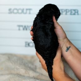 Labrador Retriever and Portuguese Water Dog Puppies from Hilltop Portuguese Water Dogs