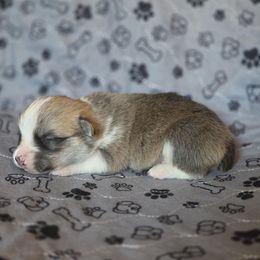 Pembroke Welsh Corgi Puppies from Salted Rim Corgis