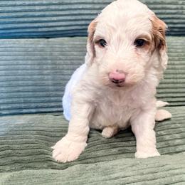 Puppy 1 - White male Irish Doodle puppy in Bloomfield, Iowa from Schooley Doodles