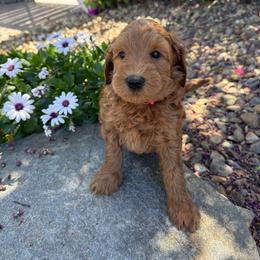 Peaches - Red female Australian Labradoodle puppy in Sacramento, California from Delta Breeze Labradoodles