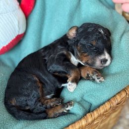 Wowza - Phantom female Goldendoodle puppy in Wharton, Texas from Little Fur Friends