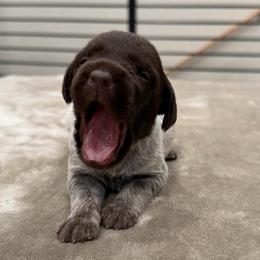 Boy 6 - Brown and gray male Wirehaired Pointing Griffon puppy in Shelley, Idaho from Western Gundogs