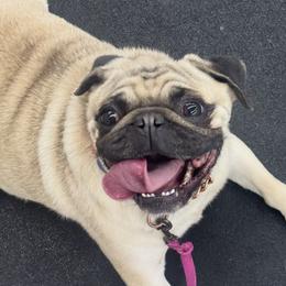 Pugs from Birdsall Dogs and Discipline