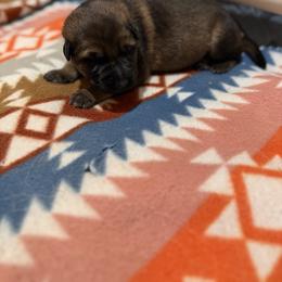 German Shepherd Puppies from Smithcoshepherds