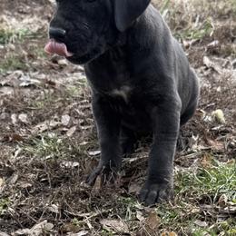 Girl 1 - Black and white female Great Dane puppy in Indianola, Iowa from Bull West Kennels