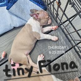 Fiona  Girl 1.(1st born) - Blue female Boston Terrier puppy in Versailles, Indiana from Benhams Bostons