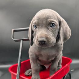 Toby - Blue male Weimaraner puppy in Evart, Michigan from Drehbar Weimaraners
