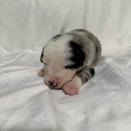 Blue - Blue merle male Australian Shepherd puppy in Lynnville, Indiana from Moonlightaussies