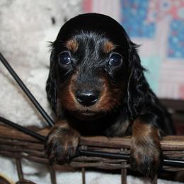 Girl 2 - Black and tan female Dachshund puppy in Craig, Colorado from Rocky Mountain Shih Tzus and Dry Creek Miniature Dachshunds