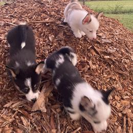 American Corgi and Pembroke Welsh Corgi Puppies from Swell Corgis