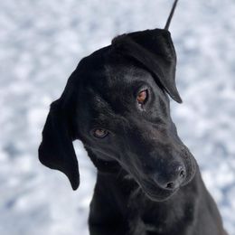 Paris - Labrador Retriever