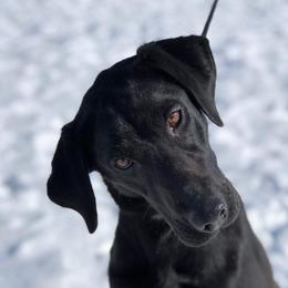 Paris - Labrador Retriever