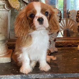 Cavalier King Charles Spaniel Puppies from Lizmere Cavalier King Charles Spaniels