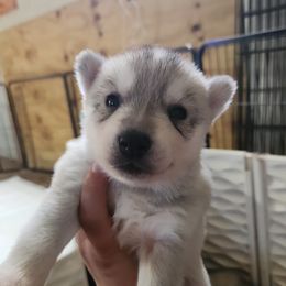 Siberian Husky Puppies from Spirit of the Moon Siberians