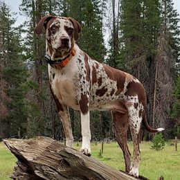 Lilith - Catahoula Leopard Dog