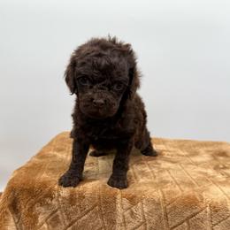 Coral - Brown and tan female Cockapoo puppy in Danielsville, Georgia from Meg's Doodles and Poodles