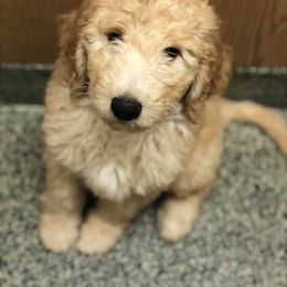 Goldendoodle Puppies from Heart of Goldendoodles