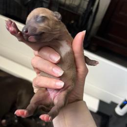 Willow - Red fawn male Italian Greyhound puppy in Las Vegas, Nevada from Amanda's Italian Greyhounds