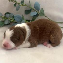 Australian Shepherd puppies from Rockhill Australian Shepherds